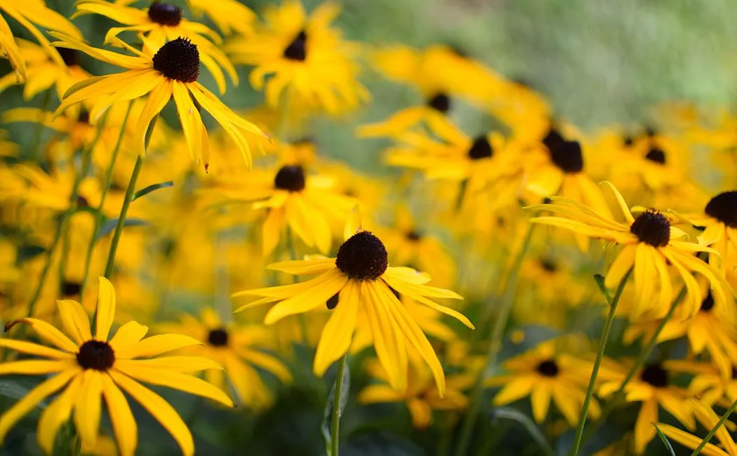 Rudbekia – Królowa jesiennych rabat, która ożywi każdy ogród